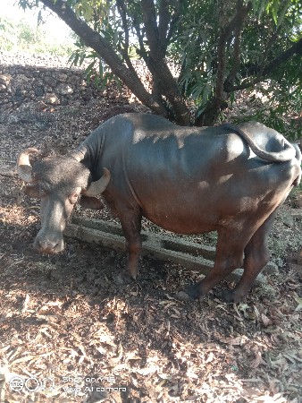 ખડેલું વેચવાનુ છે