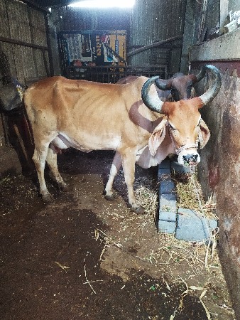 વેચવાની છે 11000 રૂપિયા