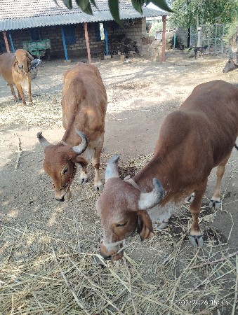 ગોઢલા વેચવાના છે