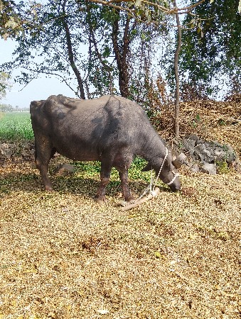 ભેંસ વેચવાની છે