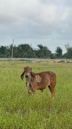 બે ગીર વાછળી વેચવાની છે