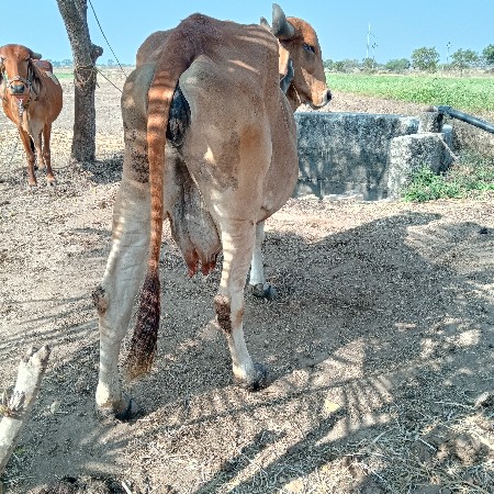 थंबनेल 3