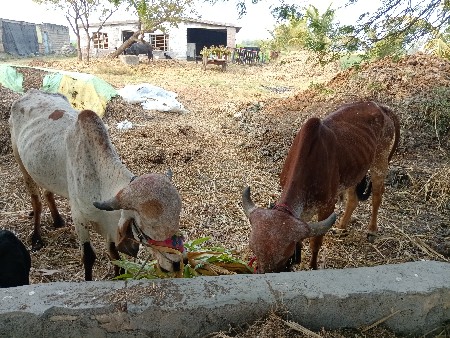 ગોઢલા વેચવાના છે