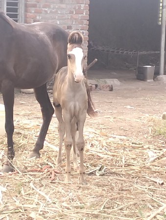 थंबनेल 3