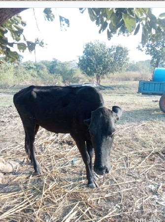 थंबनेल 3