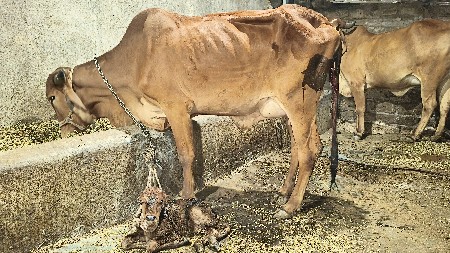 થંબનેલ 2