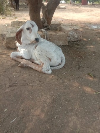 થંબનેલ 2