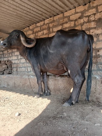 थंबनेल 3