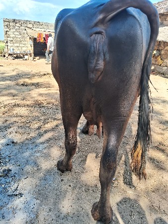 થંબનેલ 3