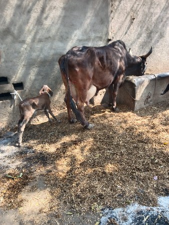 ત્રીજું વેતર 6 લીટર દૂધ હાજરમાં