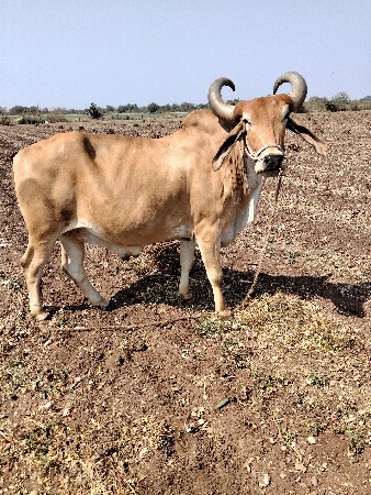 બળદ વેચવાના