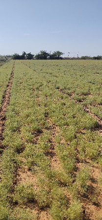 જમીન વેચવાની છે ભાવ મા