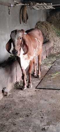 hodaki 20 mhinani vesvani se