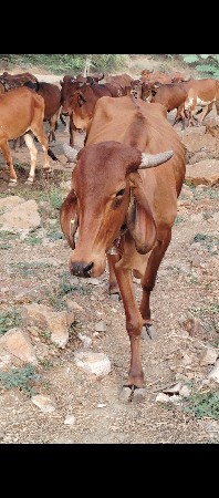 थंबनेल 3