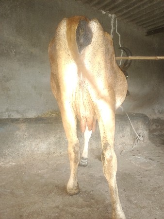 ગાય વેસવાની છે