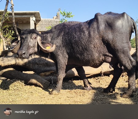 थंबनेल 3