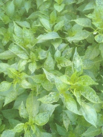 દેશી મરચી નો રોપ વેચવાનો છે.