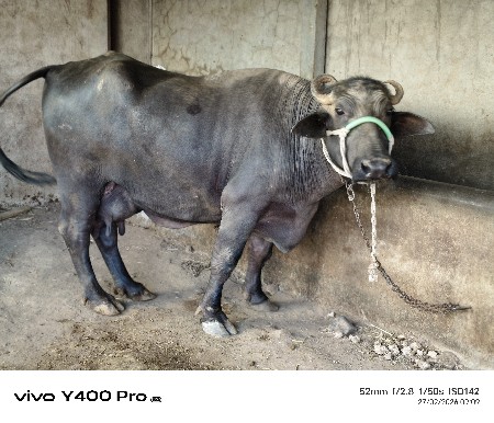 થંબનેલ 3