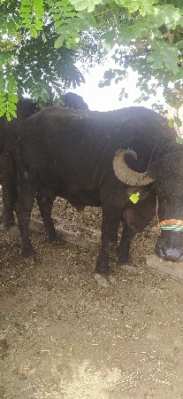 थंबनेल 3