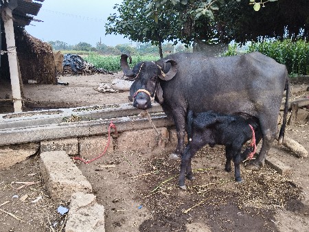 ભેંસ વેચવાની છે