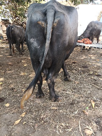 ત્રીજું વેતર