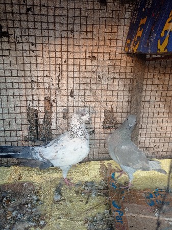 ફૂલ ઇડર ના કબુતર છે