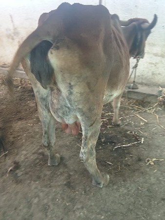 દેશી હોળડી વેચવાની છે