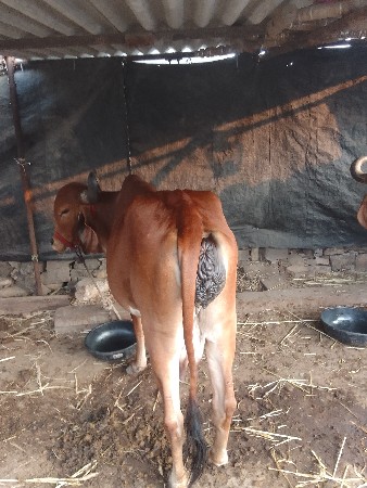 थंबनेल 3