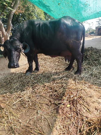 થંબનેલ 3