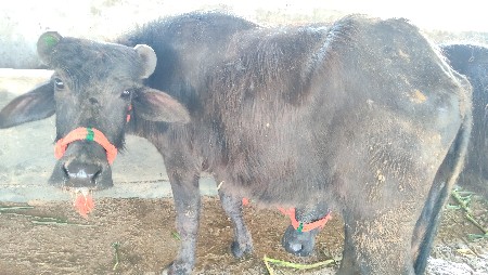 थंबनेल 2