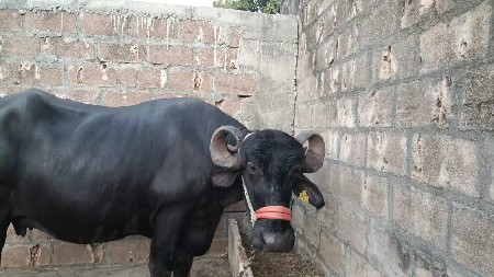 थंबनेल 2