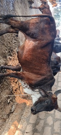 પેલું વેતર