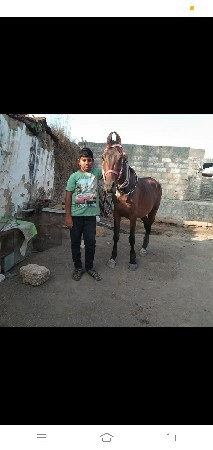 આ ઘોડિ કોઈ પાશે હોયતો લેવાની