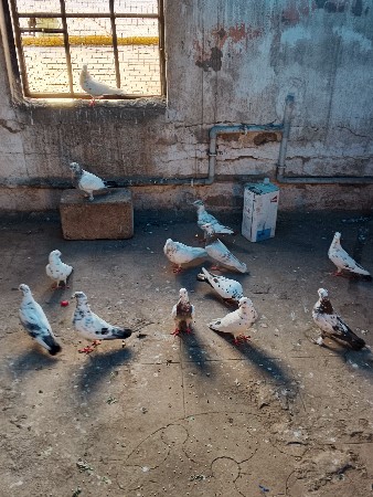 થંબનેલ 3