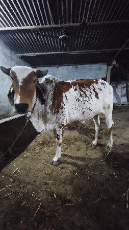 थंबनेल 3