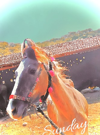 આ વસે રી વેચવા નીચે