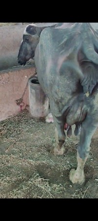 થંબનેલ 2