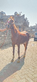 ઘોડી વેચવાની છે સાઢું પણ કરવાનું