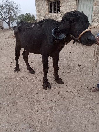 થંબનેલ 3