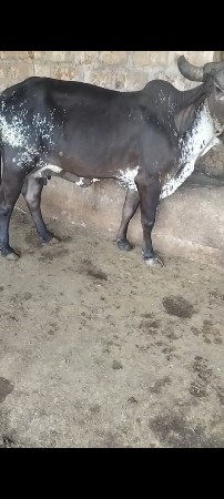 ગાય વેચાચવાની છે