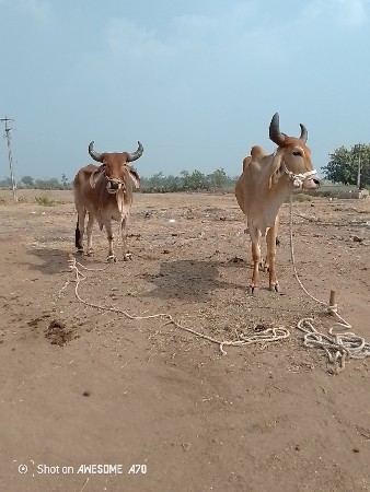 કેટલા વેચાવ છે તે છે સદા તે છે એક