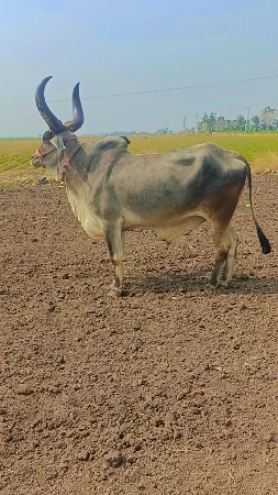 થ્રીડીધર