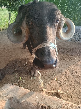 थंबनेल 3