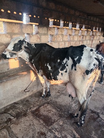 જર્સી ગાય વેચવાની છે