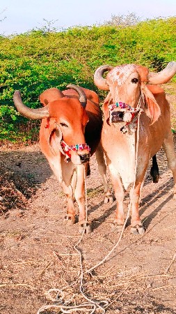 ત્રીજી ધર્મ ગોરીયા વેચવાના છે મારો