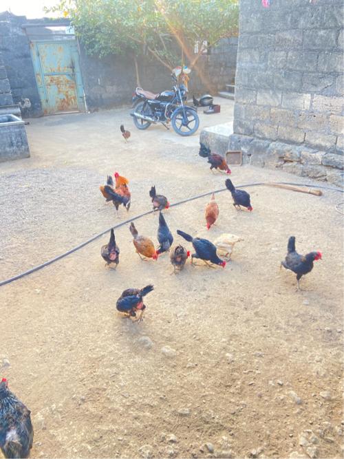 સાટા કરવા ના છે વછેરા. હારે ખડેલું પણ હાલે વેચ વાના નથી