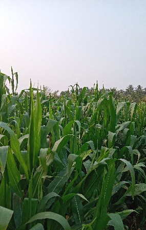 મકાઈ દેવાની છે