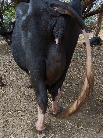 bhes vesavani se 4 vetar se