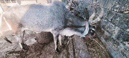 બળદ વેચવાનો છે