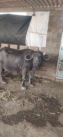 ભેંસ વેચવાની છે